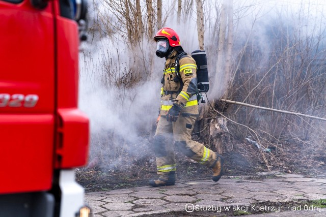 Do poważnego pożaru doszło w sobotę, 5 lutego, na terenach przylegających do ul. Sportowej w Kostrzynie nad Odrą. Paliły się pustostany na terenach kolejowych.Do pożaru doszło około godziny 16. O tym, że płoną pustostany, poinformowali nas Czytelnicy. Kostrzynianie relacjonowali, że w rejonie ul. Sportowej widać gęsty dym, a z jednostki przy ul. Gorzowskiej wyjeżdżają wozy straży pożarnej. Kolejne jednostki nadjeżdżały do miasta od strony Witnicy. W sumie w akcji gaśniczej wzięło udział siedem zastępów straży pożarnej. Pożar gasiły zarówno jednostki zawodowe, jak i ochotnicze. Płonęły zabudowania na terenie kolejowym. To już nie pierwszy pożar w tym miejscu. Wiele budynków od lat jest opustoszałych. Niegdyś służyły kolei, teraz są pustostanami. Płonął właśnie jeden z takich pustostanów. - Często przebywają tu osoby bezdomne - mówi nam jeden z Czytelników.  Strażacy musieli jednak uważać, aby ogień nie przeniósł się na sąsiednie zabudowania, w które wciąż są użytkowane.