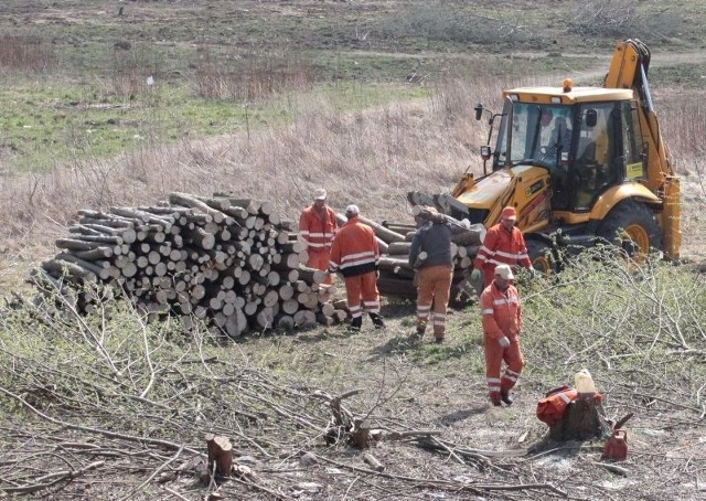 Na Ustroniu trwa wycinka drzew, pracownicy szukują plac pod budowę południowej obwodnicy Radomia. 