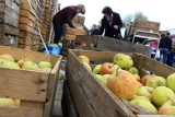 Jabłka w Kujawsko-Pomorskiem. Ile płacimy? Owoce na targowiskach są droższe niż przed rokiem