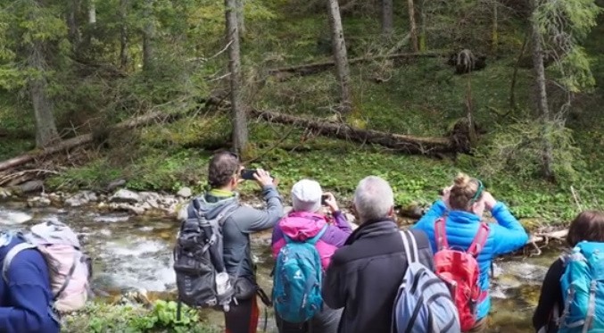 Tatry: Turyści oko w oko z niedźwiedziami! Zaczęli robić im zdjęcia. Co było dalej?