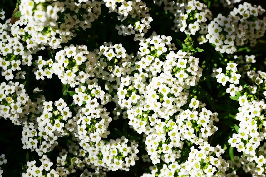 Smagliczka o białych kwiatach...