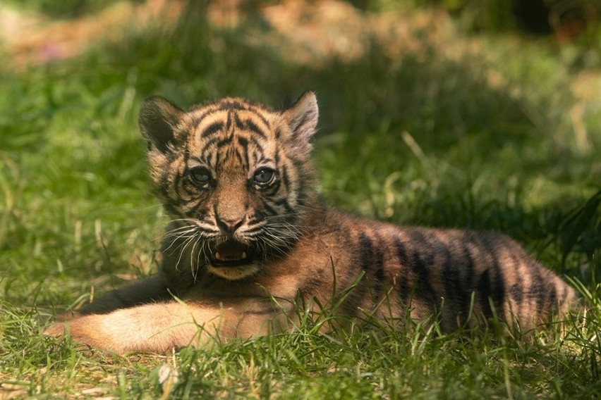Oto tygrysek z wrocławskiego zoo. Ale słodziak!