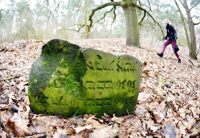 - Cmentarz żydowski? W tych krzakach? Boże, nic nie wiem na ten temat, a tu zaraz obok pole dzierżawię. Właśnie przyjechałem sprawdzić, czy są jakieś straty po dzikach - mówi pan Adam z Kargowej, którego spotkaliśmy nieopodal. I zaraz skręca w las, by zobaczyć stare nagrobki. - Rzeczywiście, leżą jakieś połamane fragmenty. Kompletnie nie wiedziałem, że był tu kiedyś cmentarz - dodaje. Więcej zdjęć i informacji w serwisie    plus.gazetalubuska.pl 