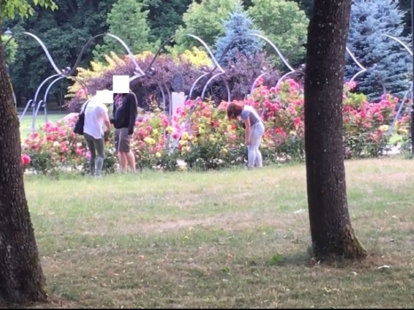 Kradzież róż w parku w Wejherowie [18.06.2018]...