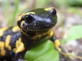 To czas ich godów! Salamandry plamiste można spotkać w lesie. Jak wyglądają i czy są niebezpieczne?