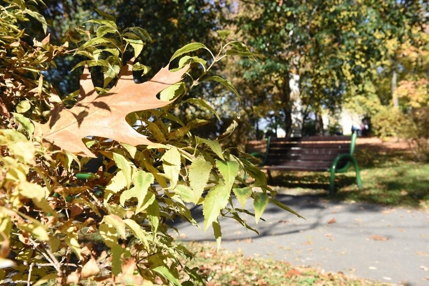 Złote liście mienią się w blasku jesiennego słońca.