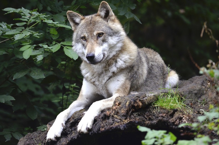 Wielkość populacji wilka w Lubuskiem określana jest na...