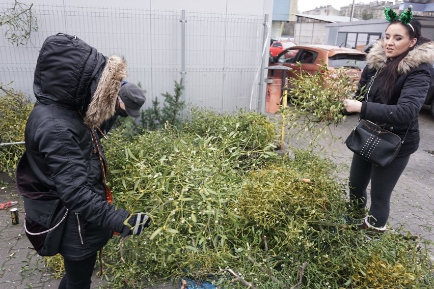 Jemioła na Boże Narodzenie, roślina magiczna i dekoracyjna