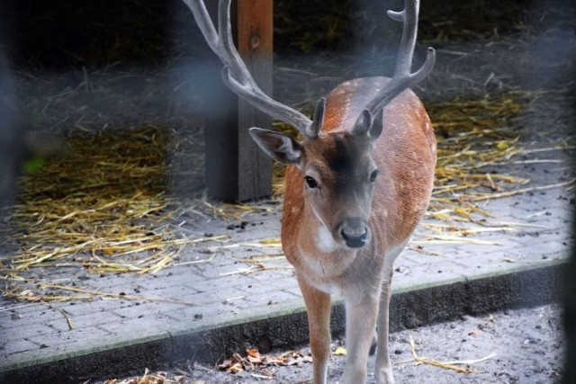 Władze miasta wierzą, że minizoo może być ciekawą atrakcją turystyczną