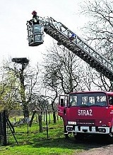 Przyleciały do nas pierwsze bociany. Wcześniej strażacy naprawili gniazda 