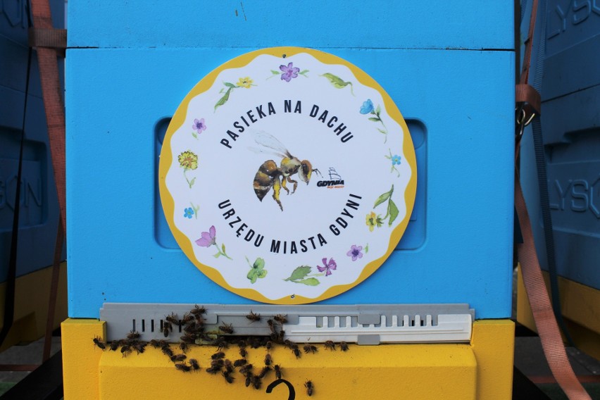 Cztery pszczele rodziny mieszkają na dachu Urzędu Miasta Gdyni. To nawet 100 tys. owadów, które dały aż 43 kg miodu!