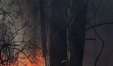 Policja: 55-latek podpalił las w Mętowie. Zatrzymał go komendant po służbie