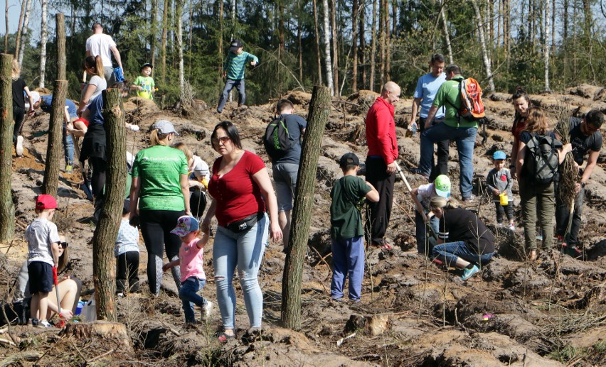 Dęby, lipy, sosny i brzozy posadzili mieszkańcy podczas...