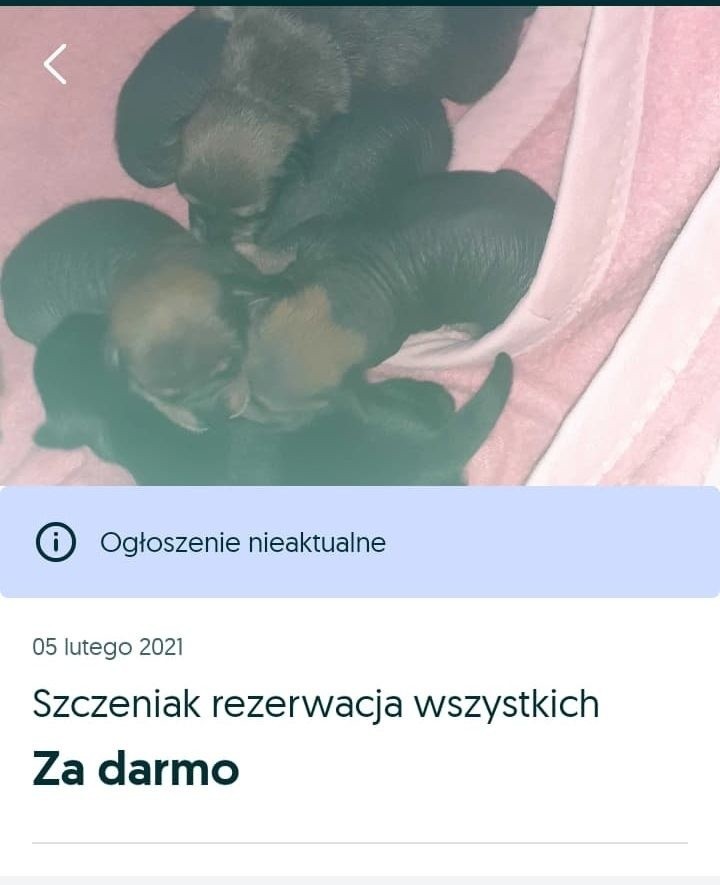 Pani Arleta postanowiła oddać szczeniaki w dobre ręce. Za...