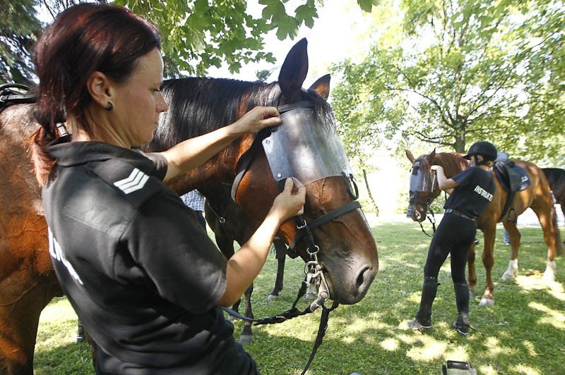 Policyjne konie zdały egzamin
Policyjne konie zdały egzamin.