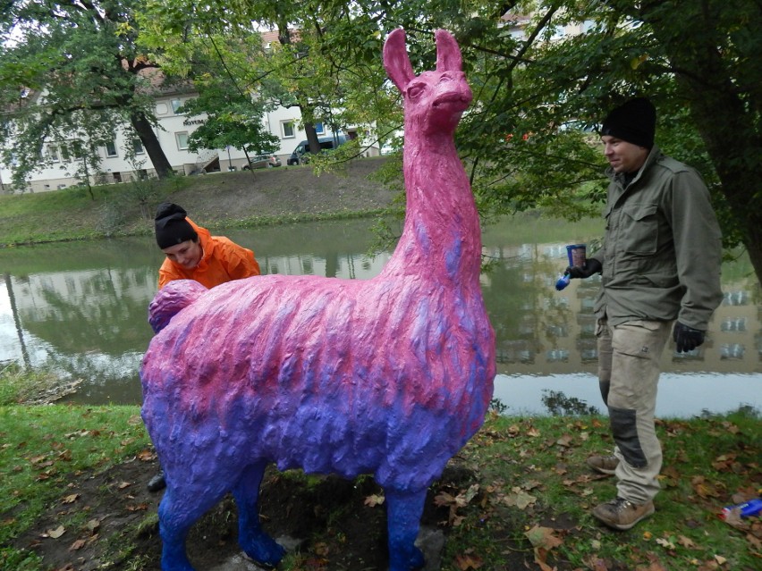 Akacja "Lamowanie" w Opolu.