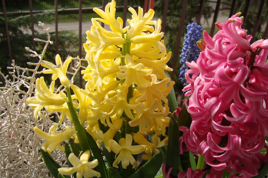 Różnokolorowe i pachnące hiacynty to również kwiaty, które...