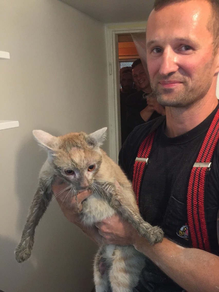 Kraków. Strażacy uratowali kotka, który utknął w szybie wentylacyjnym