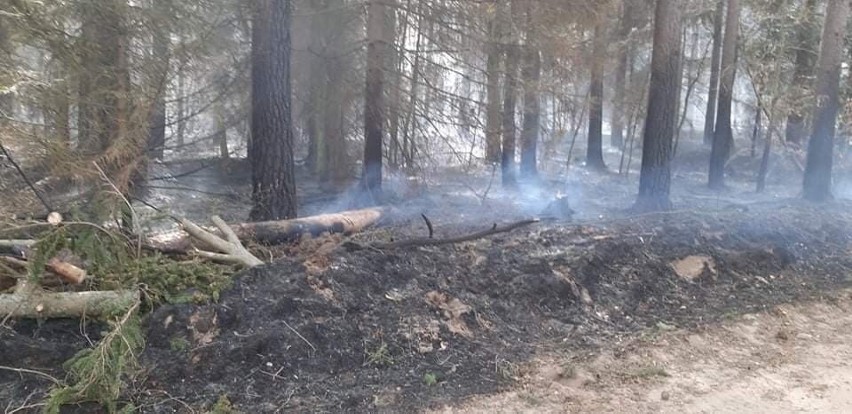 Seria pożarów lasów w regionie. Strażacy mają wiele pracy