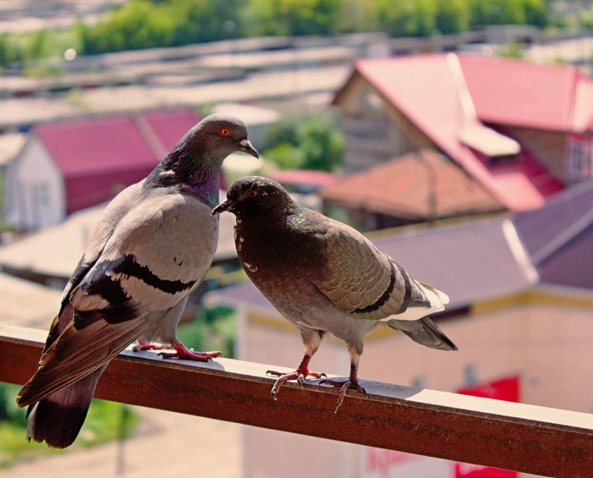 Gołębie często wybierają balkony jako miejsca, w których...