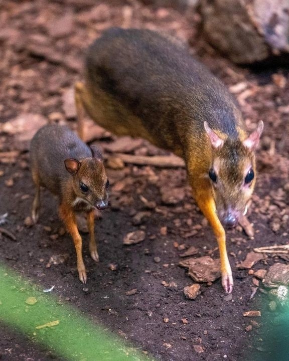 Myszojeleń z łódzkiego ZOO