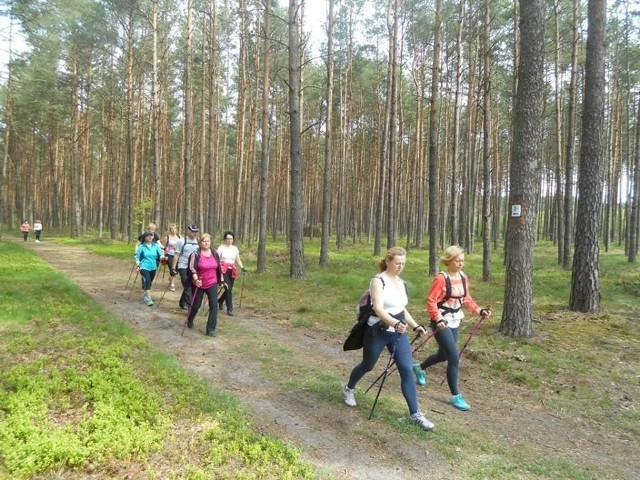 Spacer nordic walking „Leśną ścieżką rodu Potulickich” już o świętach