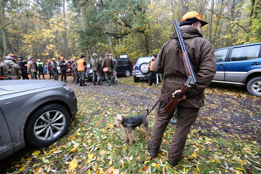 Polowanie odbywa się dzisiaj na granicy Zabrza i Bytomia....