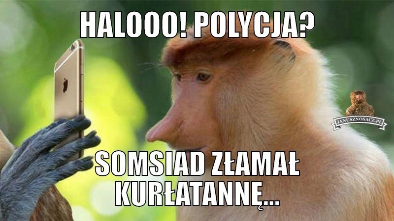 Janusz nosacz memy. Żartobliwie o przywarach Polaków. Zobacz!