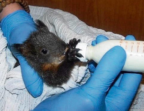 Mała wiewiórka jest jedną z ponad stu pacjentów fundacji