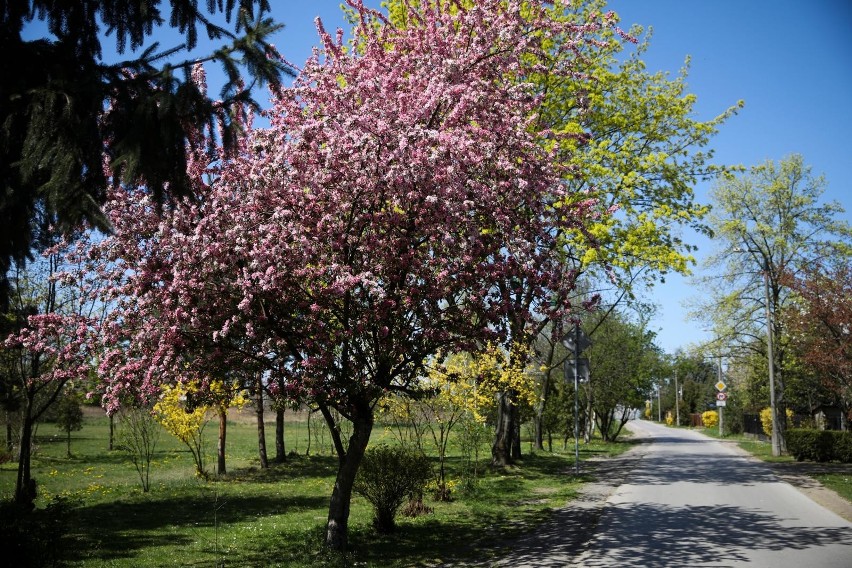 Kraków. Wiosna przystroiła miasto kolorami. Rozkwitły drzewa i krzewy. Mieszkańcy muszą jednak jeszcze pozostać w domach [ZDJĘCIA]