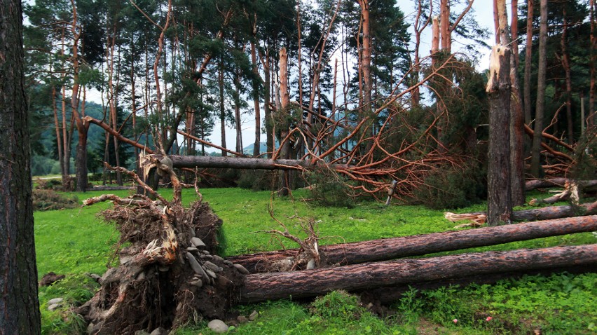 Piwniczna. 40 sekund horroru. Dobę po katakliźmie zniszczony las przeraża [ZDJĘCIA]