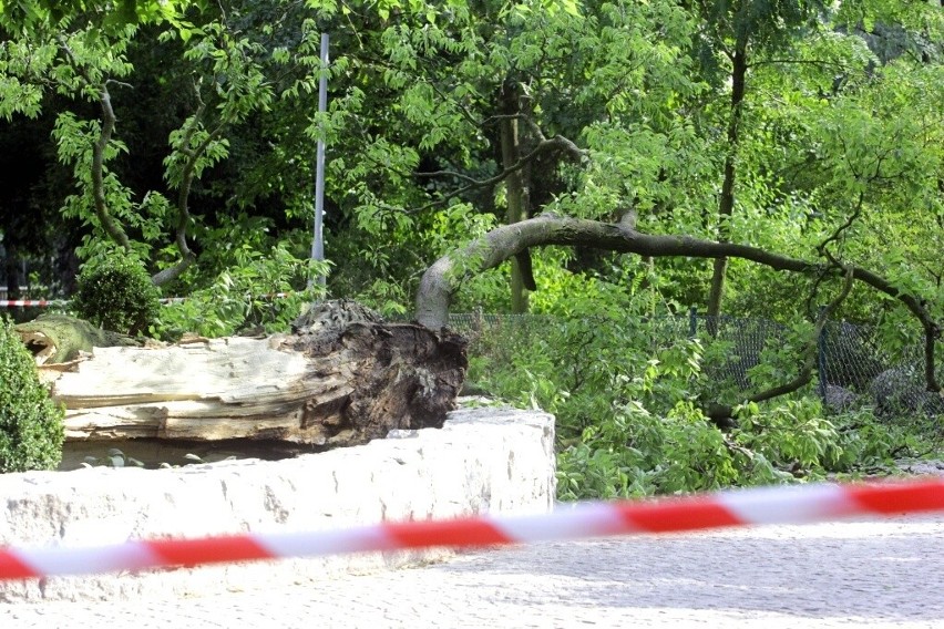 Wypadek w zoo. Konar spadł na dwie kobiety, trafiły do szpitala (ZDJĘCIA)