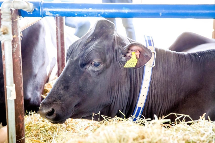 Gm. Rutki – 80 stad pod oceną użytkowości mlecznej (w sumie...