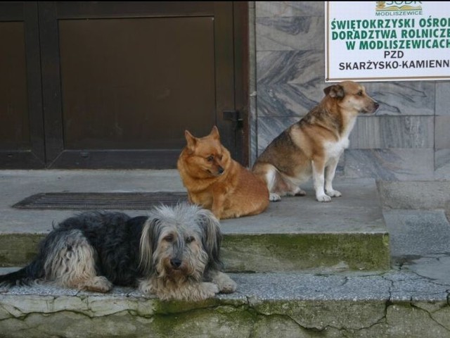 Grupy bezpańskich psów w Skarżysku można spotkać na każdym kroku.