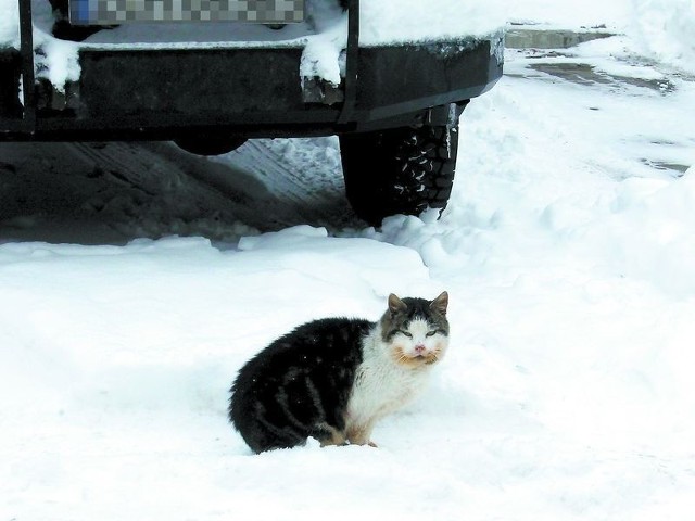 Wolnożyjące koty przeżyją zimę jeśli zbudujemy im ocieplone budki lub udostępnimy wejście do naszej piwnicy. 