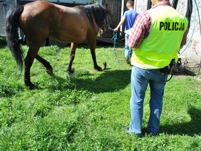 Zaniedbana klacz miała przerośnięte kopyta, co powodowało...