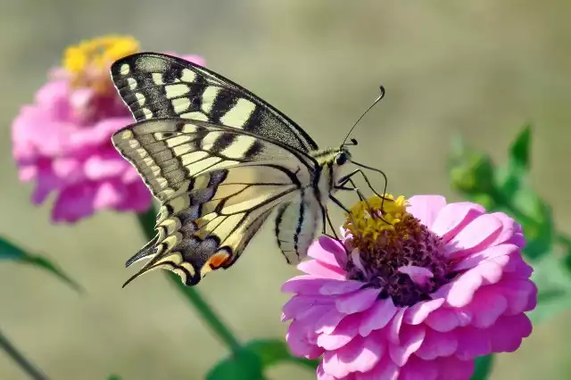 Paź królowej to tylko jeden z pięknych motyli, jakie można spotkać w ogrodzie. Zobacz więcej popularnych i oryginalnych motyli, które żyją w Polsce.