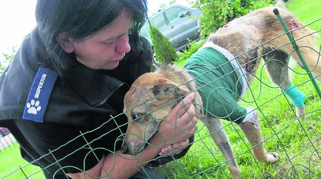 Znowelizowana w maju ubiegłego roku ustawa o ochronie zwierząt podwyższyła do dwóch lat karę za znęcanie się nad zwierzęciem oraz za zabicie go