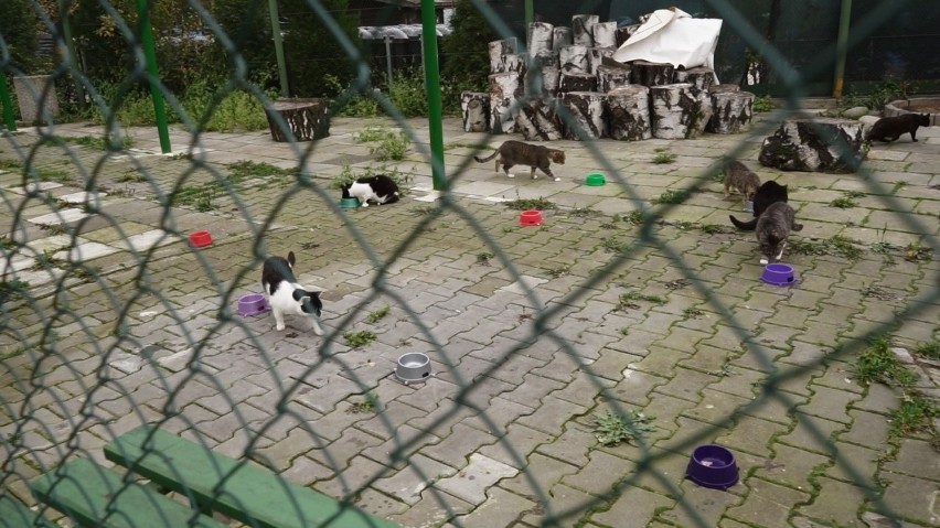 TU BYŁEM [odc. 42] odwiedzamy Miejskie Schronisko dla Bezdomnych Zwierząt w Katowicach