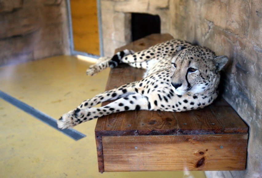 W Śląskim Ogrodzie Zoologicznym urodziły się gepardy. Są...