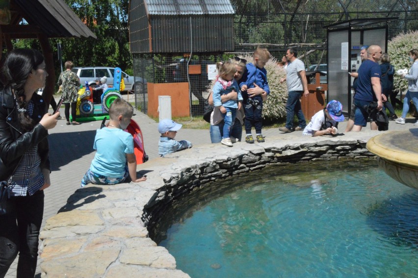 Dzień Dziecka w Zoo Safari w Borysewie