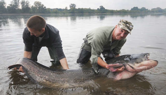 Tego suma o długości 2,30 m i wadze 60,5 kg Waldemar Zientek złowił w Wiśle  w 2013 roku. Po zmierzeniu i zważeniu drapieżnik wrócił do rzeki