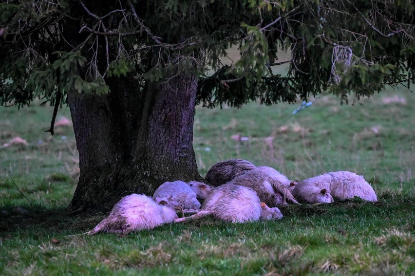 Tatry. Piorun zabił 11 owiec na Siwej Polanie. Juhas chwilę wcześniej odszedł od stada 