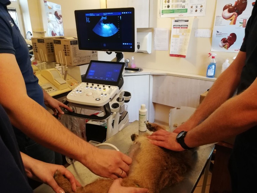 Towarzystwo Opieki nad Zwierzętami w Szczecinie otrzymało specjalistyczny sprzęt do badania zwierząt 