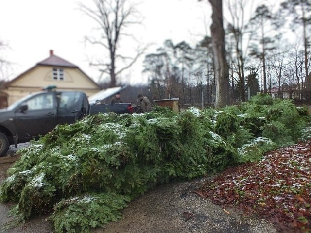 Złodzieje stroiszu niszczą jodły, pozbawiając je gałęzi. Powoduje to duże straty w lasach. Niestety, kary są za to niskie.