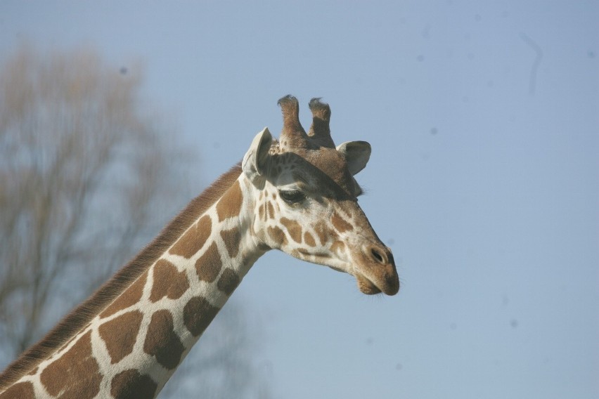 Śląski Ogród Zoologiczny