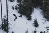 Uwaga turyści i narciarze! W rejonie Kasprowego Wierchu obudziły się już niedźwiedzie [ZDJĘCIA]