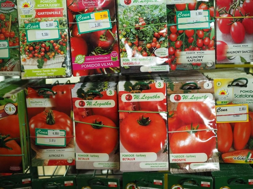 Jako pierwsze wysiewamy pomidory, które będą rosły w...