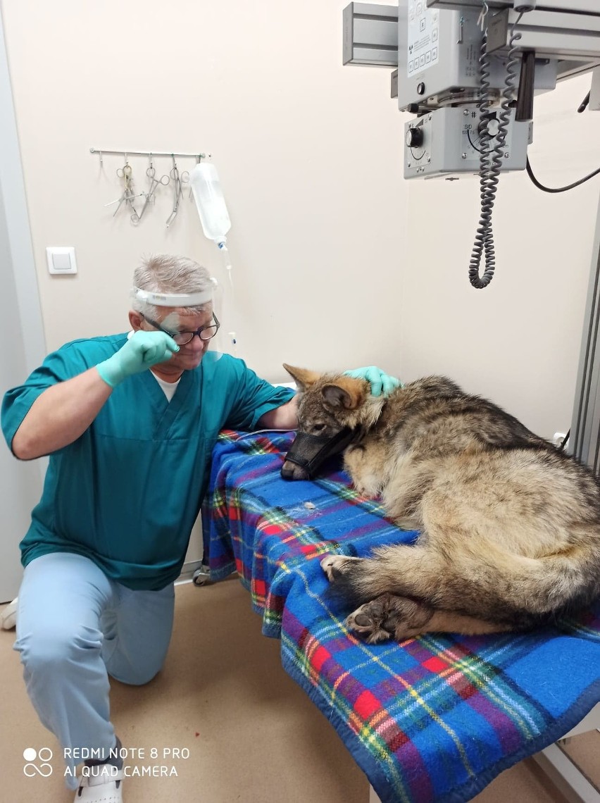 Uratowany wilk stracił przednią łapę. Lekarze ze Szczecina walczą o zdrowie zwierzęcia [ZDJĘCIA]