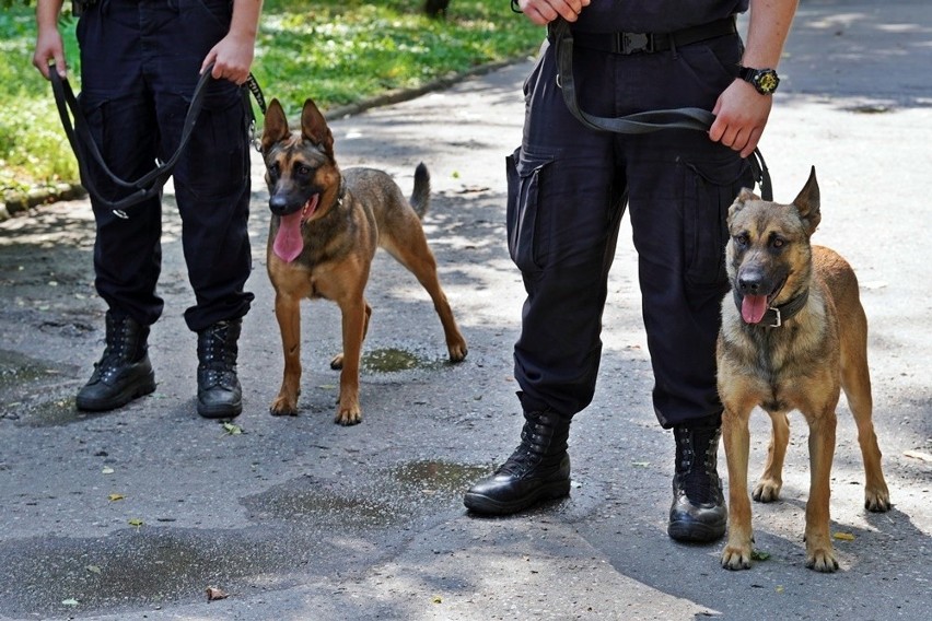 Łomżyńska policja ma nowe psy. To owczarki belgijskie Nida i Nona [ZDJĘCIA]